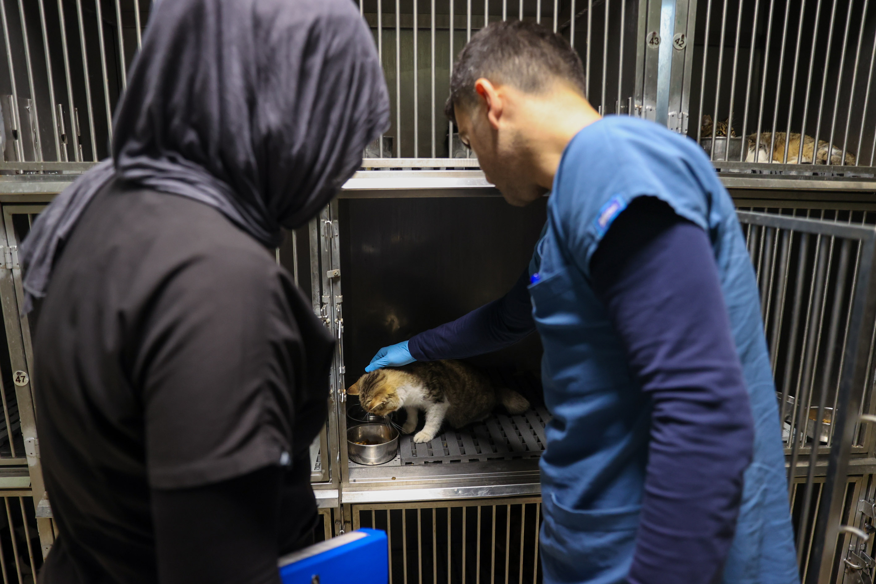 Buca’da 3 bin 54 Sokak Kedisi Kısırlaştırıldı