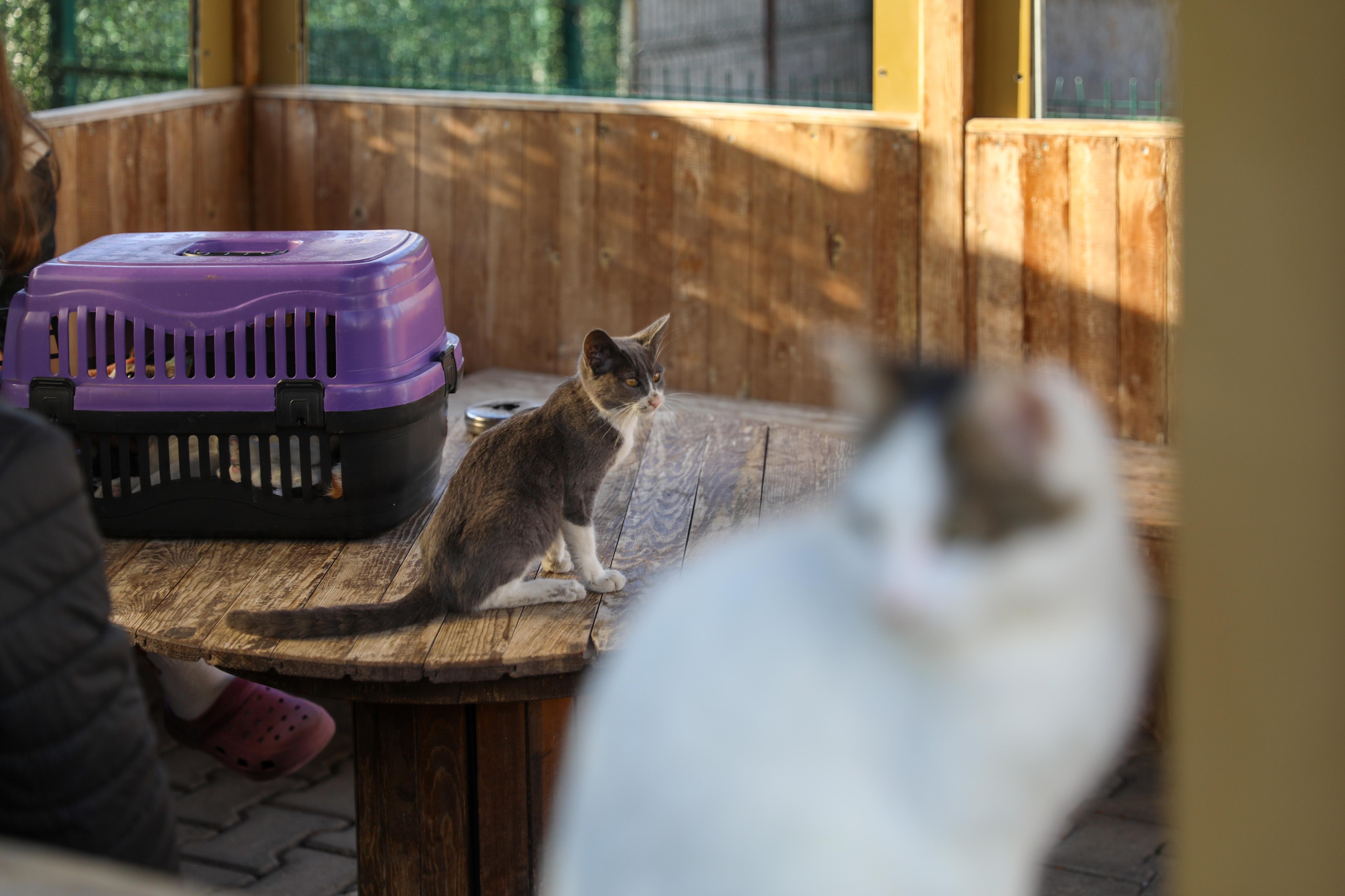 Buca Belediyesi’nden kısırlaştırma seferberliği